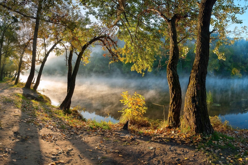forest, no people, trunk, day, land, path, autumn, lake, landscape, tranquil scene, leaves, nature, change, non-urban scene, green, outdoors, morning, scenics - nature