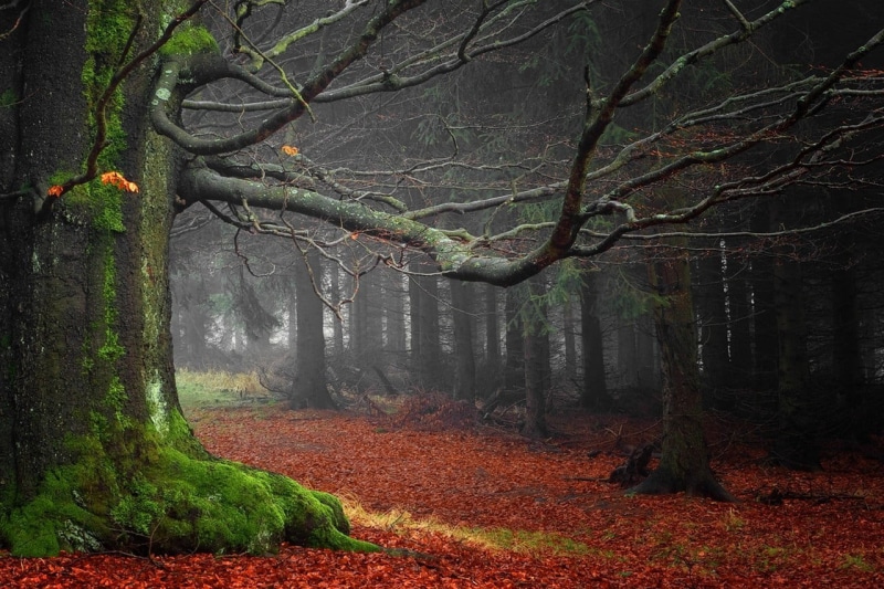 tree Trunk, footpath, light - Natural Phenomenon, woodland, colors, scenics, landscape, backgrounds, beech Tree, moss, trees, park - Man Made Space, plant
