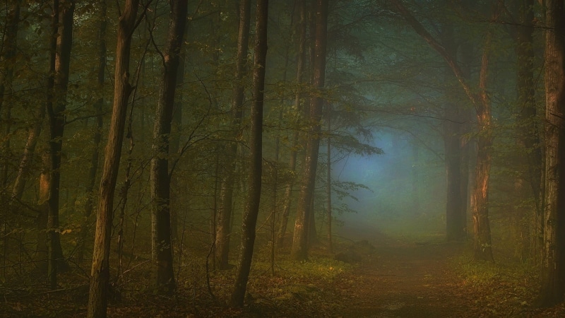 beauty In Nature, day, fog, morning, remote, tranquil Scene, magic, 1080P, sunbeam, leaves, light - Natural Phenomenon, backgrounds, green Color, landscape