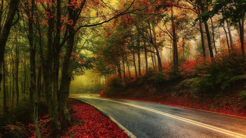 no people, nature, direction, morning, Greece, landscape, growth, forest, the way forward, road marking, outdoors, gray, marking, plant, trees