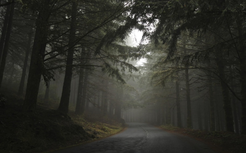 treelined, mist, land, no people, 1080P, cloudy, beauty in nature, hills, nature, road, plant, direction, fog, trees, tree, landscape, day, morning, woodland