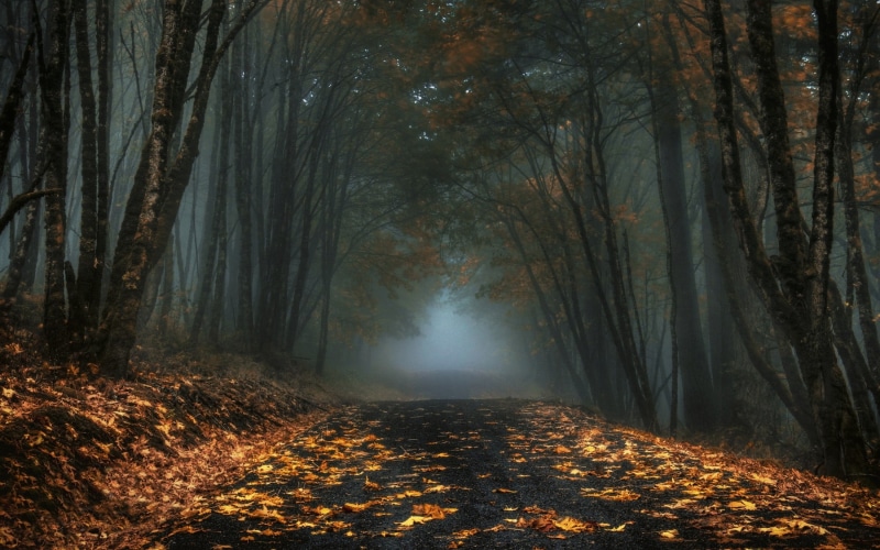 park - Man Made Space, fog, 1080P, non-Urban Scene, landscape, road, outdoors, autumn, season, tree trunk, green Color, light - Natural Phenomenon, nighttime