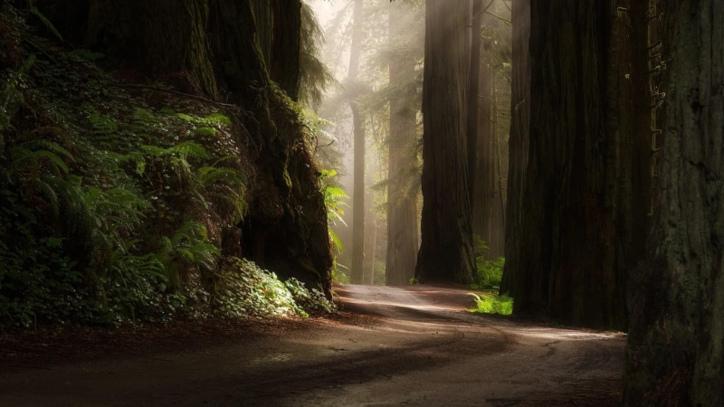 green, nature, green plants, scenery, plants, sun, forest, road, 1080P, morning, trees