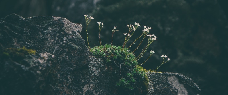 2K, rock, x, hd, px, 3440x1440 px, ultrawide, moss, art, skyline