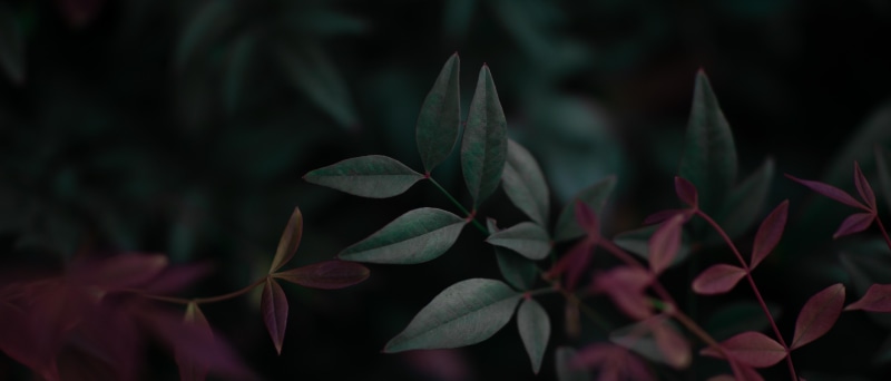 ultrawide, 5K, plants, wide screen, leaves
