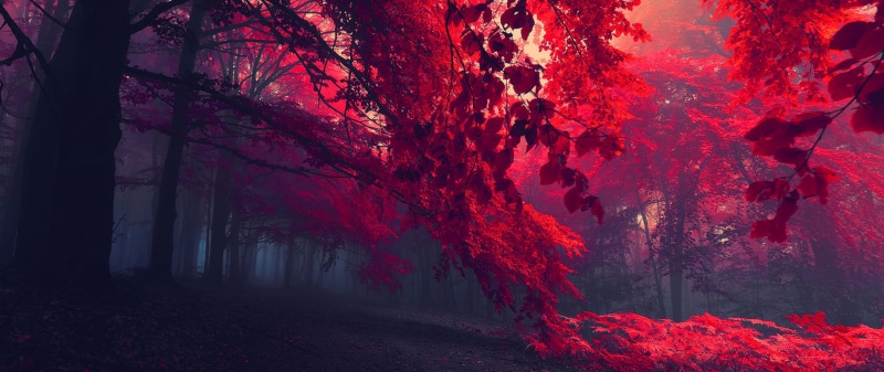 leafed, autumn, fog, ultra-wide, tree, tranquility, tree trunk, 2K, beauty in nature, photography, trees, forest, tranquil scene, outdoors, nature, environment