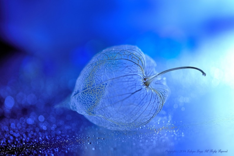 biology, marine, photo, decoration, animal themes, invertebrate, animals in the wild, 1080P, transparent, dew, backgrounds, one animal, beauty In Nature