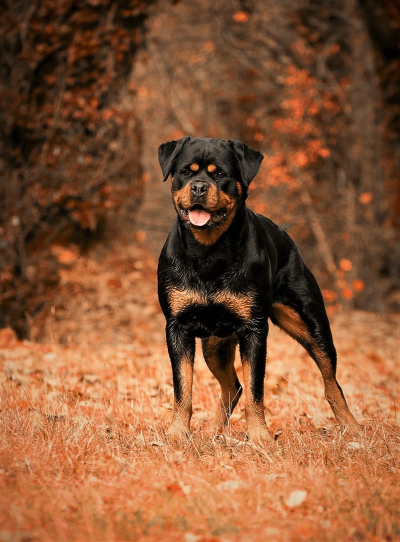 animal, dog, vertebrate, nature, domestic, black, walk, day, canine, no people, short, sunlight, running, 2K, land, rottweiler, black color, animal themes