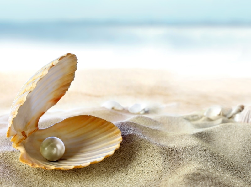 travel Destinations, travel, animal Shell, island, water, animal, no People, day, cockleshell, macro, shell, conch Shell, pearl, tropical Climate, waters Edge