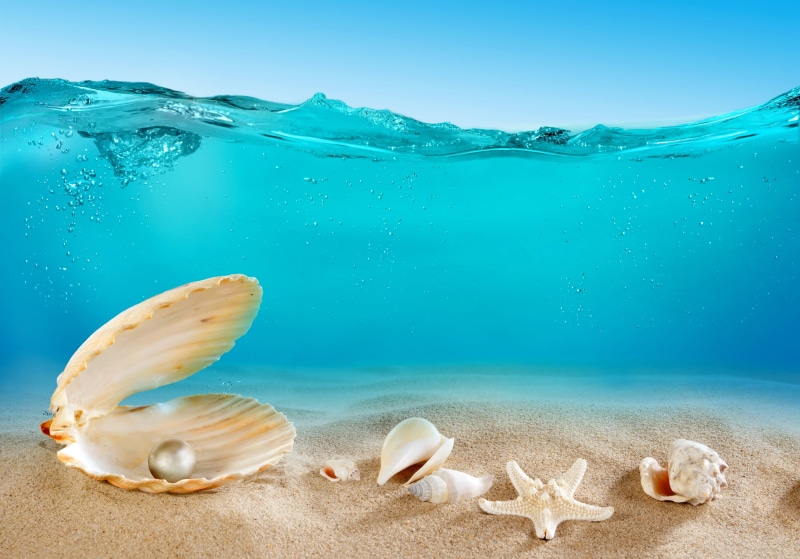 close-up, shell, the ocean, seascape, sea, animals in the wild, beach, sunlight, blue, travel, nature, 4K, coastline, blue background, outdoors, no People