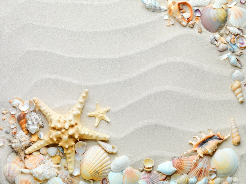 nature, sea, coastline, close-up, sunlight, beach, creativity, tropical Climate, tourism, pearl Jewelry, pattern, land, conch Shell, no People, beauty in nature