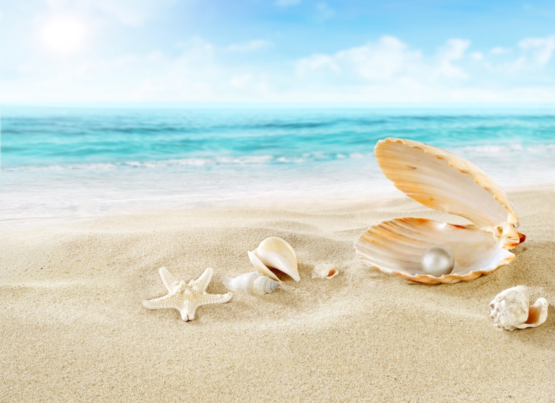 beauty In Nature, relaxation, pearl, sunny, idyllic, seashell, tranquil Scene, sea, animals in the wild, waters Edge, travel Locations, sand, seashells