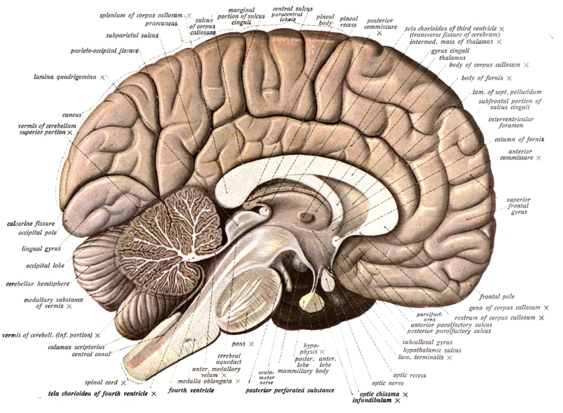 head, Medical, Anatomy, human face, poster, text, intelligence, skull, people, art and craft, body part, paper, finance, human body part, men, old, wrinkled