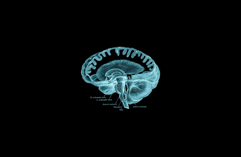 sea, brain, Grays Anatomy (book), copy space, animal wildlife, animals in the wild, animal, animals in captivity, anatomy, sea life, close-up, jellyfish