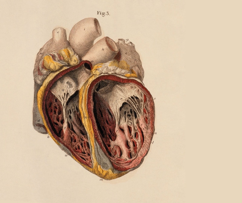 directly above, healthy eating, 720P, anatomy hearts, single object, close-up, food, number, old, history, freshness, the past, creativity, art and craft