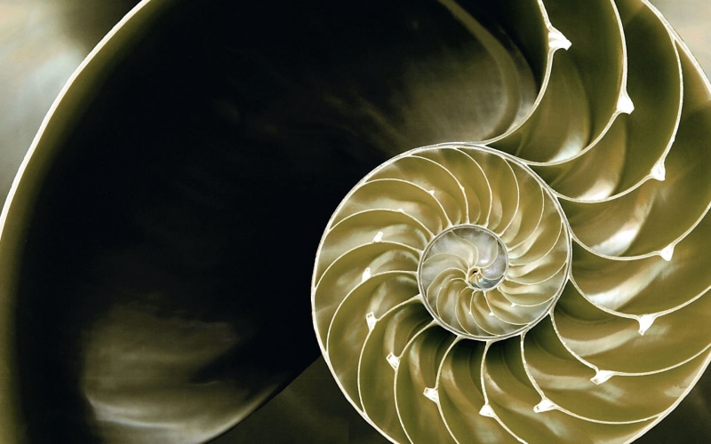 beauty in nature, plexus, decoration, indoors, cephalopod, close-up, light, concentric, backgrounds, shape, natural pattern, marine, shell, color Image