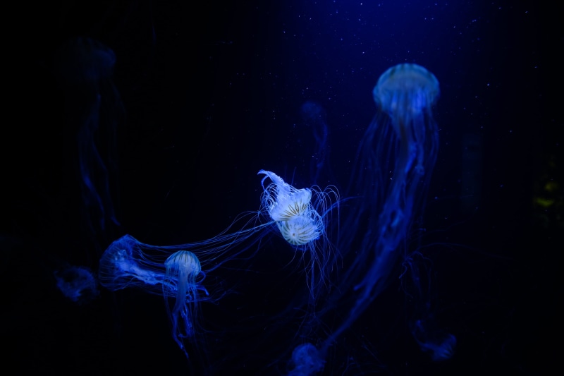 luminosity, nature, group of animals, swimming Animal, aquarium, deep, dark, underwater, marine, fish, 4K, black background, poisonous, backgrounds, invertebrate