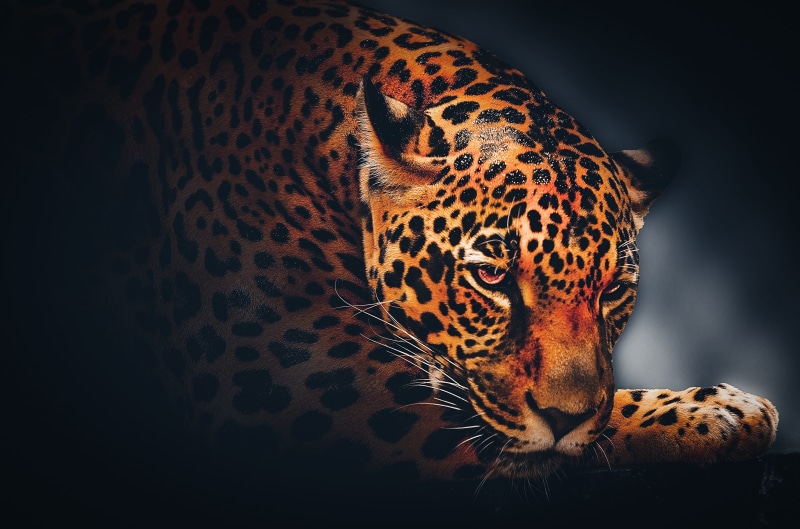 one animal, trendy, wildlife, safari, animal wildlife, animal markings, nature, animal, jungle, looking, natural, mammal, zoo, panther, portrait