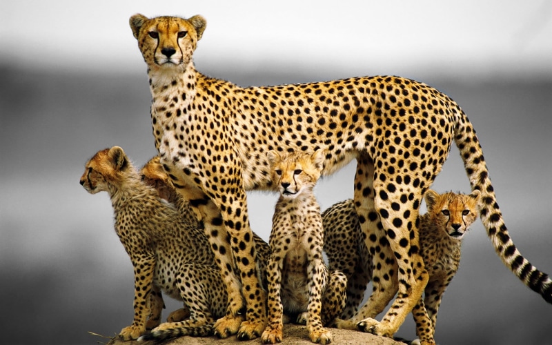 mammal, feline, throw, brown, cat, young animal, undomesticated cat, leopard, no people, pillow, animal, animal wildlife, 1080P, print, big cat, animal family