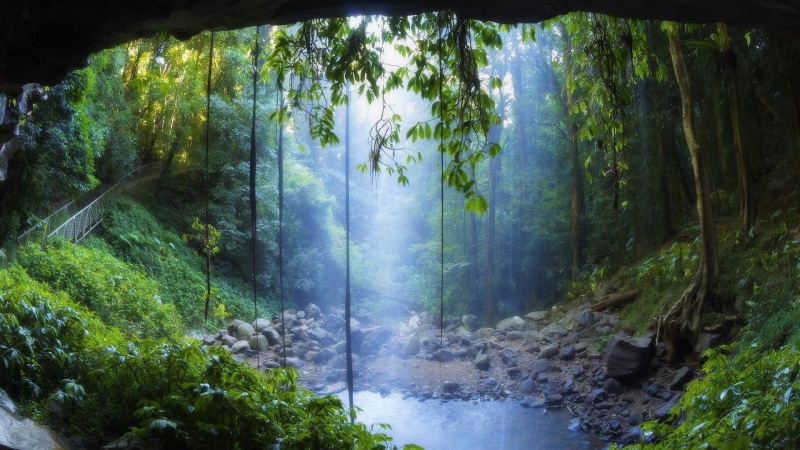 jungle, forest, spot, vines, 1080P, bridge, amazing, pool, rain, nature and landscapes