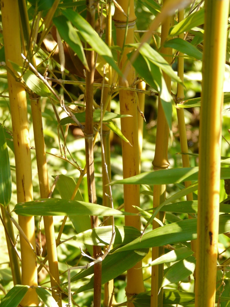 no people, beauty in nature, tree, outdoors, close-up, plant, selective focus, green color, bamboo, bamboo - plant, wood, 2K, growth, node bamboo, nature