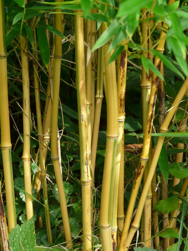 bamboo art, phyllostachys aureosulcata, food and drink, field, agriculture, outdoors, backgrounds, close-up, day, bamboo - plant, Bamboo, gold bamboo tube