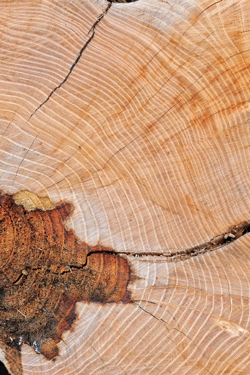 outdoors, trunks, texture, trunk, table, natural condition, full frame, tree ring, forest, wood grain, backgrounds, day, tree trunk, natural pattern, pattern