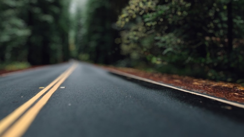 forest, outdoors, sign, plant, 1080P, selective focus, double yellow line, street, symbol, tree, dividing line, direction, the way forward, marking, single line