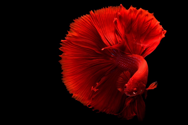 nature, studio shot, freshness, mac, black background, hibiscus, close-up, flowering plant, 4K, fish, animal, red, betta