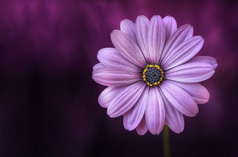 stem, bloom, beautiful, lonely, floral, softness, close, summer, flower head, blue background, inflorescence, beauty in nature, close-up, growth, spring