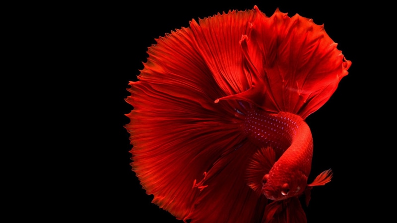 indoors, fragility, pollen, beauty in nature, nature, flowering plant, no people, vulnerability, 1080P, close-up, petal, fish, animal, studio shot, softness