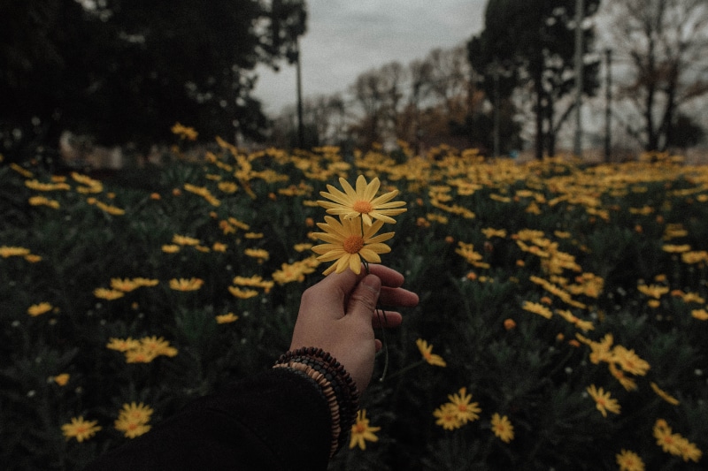 tumblr, love, yellow flower, fragility, plant, grunge, blossom, nature, yellow, holding out flower, human body part, one person, beauty in nature, freshness