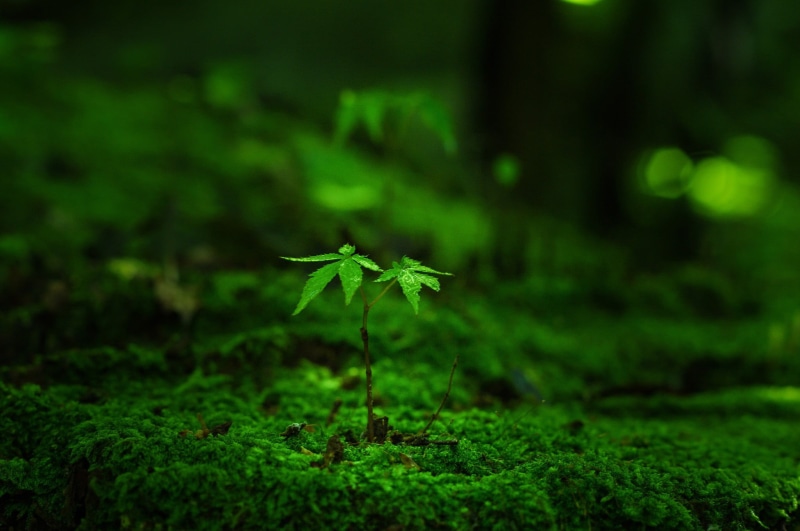close-up, beauty in nature, moss, plant, leaf, small, field, land, vulnerability, Tiny, day, plants, no people, grass, focus on foreground, leaves, clover