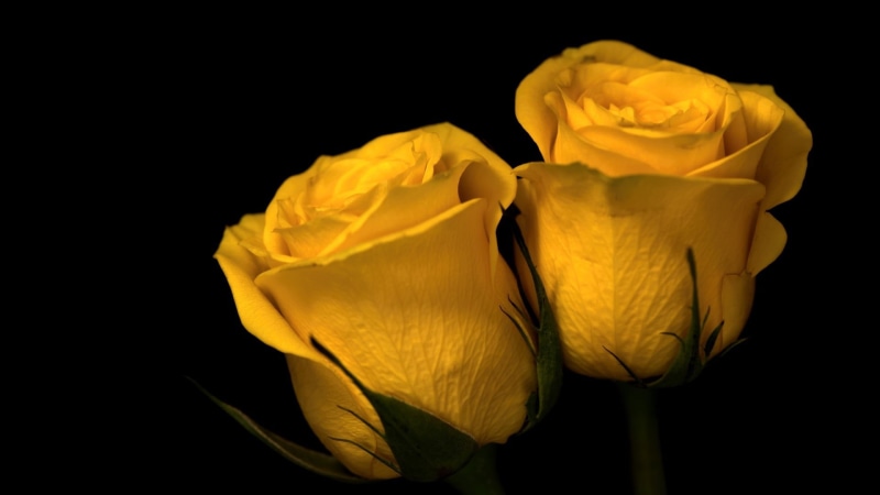 freshness, inflorescence, rose - flower, flower head, vulnerability, two, 1080P, indoors, yellow, plants, depth of field, close-up, beauty in nature, plant