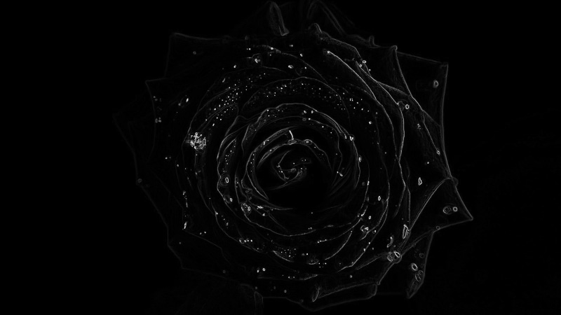 galaxy, 4K, digital, texture, picture, color, spider web, star, artistic, night, dark, futuristic, black, fractal, art, pattern, space, flowers