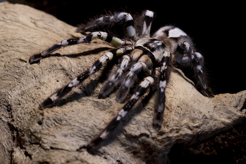 arachnophobia, outdoors, hairy, close-up, animal, no people, animals in the wild, animal wildlife, fear, creepy, phobia, exotic, day, arthropod, poecilotheria