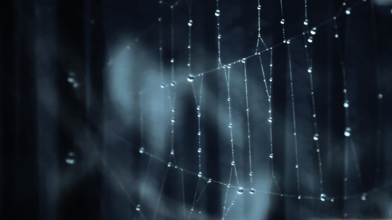 dew, backgrounds, selective focus, web, spider, complexity, drop, pattern, beauty in nature, selective, wet, light - Natural Phenomenon, focus on foreground