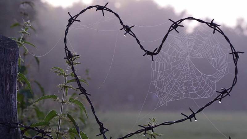 valentine day, 4K, wire fencing, tree, morning, sky, spider web, barbed wire, love, moisture, branch, fence, valentines day, heart, water