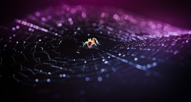 selective focus, one animal, vulnerability, animal, insect, halloween, drop, 1080P, nature, beauty in nature, animals in the wild, black Color, arachnid