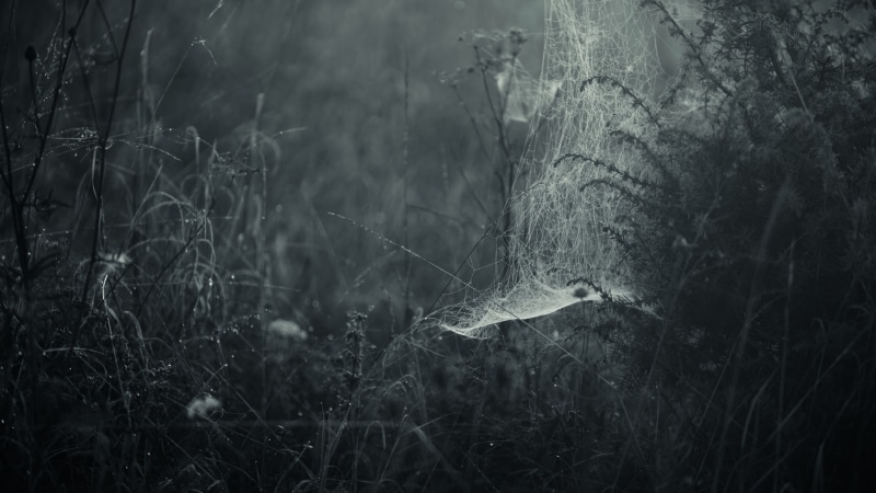 tranquility, forest, field, growth, non-urban scene, trunk, plants, tree, 4K, selective focus, environment, no people, mist, focus on foreground, grass