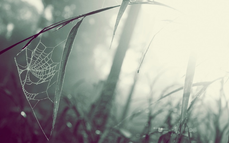 selective focus, close-up, day, web, focus, spider, macro, vulnerability, tranquility, selective, land, leaf, nature, focus on foreground, fragility, 2K