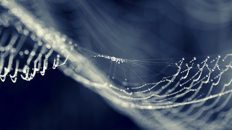 1080P, spider web, abstract, wet, selective focus, web, black background, bokeh, complexity, close-up, spiderwebs, magnification, water, beauty in nature