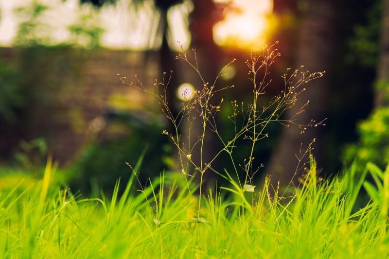 beauty in nature, field, green color, drop, no people, tranquility, plant, dew, day, rain, grass, nature, land, growth, fragility, photography, bharti