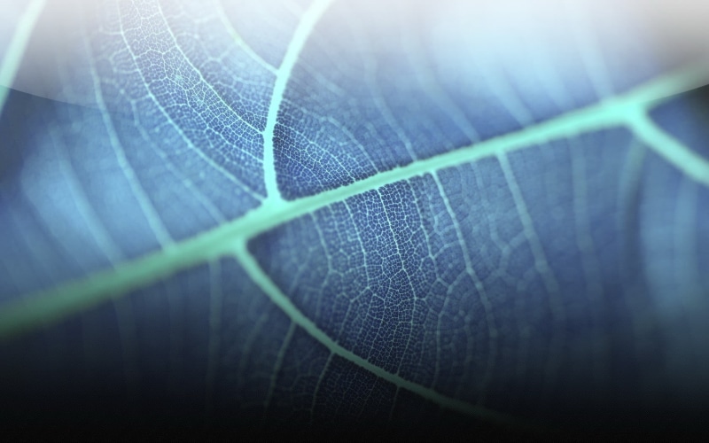 extreme close-up, technology, fragility, summer, plant, close-up, environment, leaf Vein, no People, photography, studio shot, abstract, selective focus