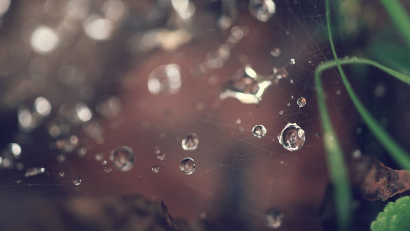close-up, outdoors, macro, leaf, spider, rain, plant part, fragility, water drops, transparent, abstract, backgrounds, water, focus, green Color, environment
