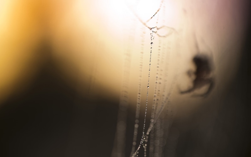 indoors, wet, drop, fragility, closeup, water drops, insect, spiderwebs, beauty in nature, raindrop, dew, spider, selective focus, web, close-up, transparent