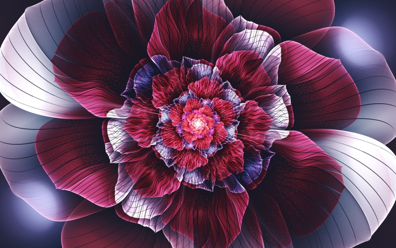 1080P, flowers, fractal, beauty In Nature, inflorescence, art, vulnerability, shot, plant, high angle view, pollen, growth, elegance, curve, creativity