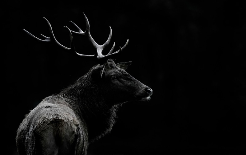 Animal, Deer, Black and White, 1080P
