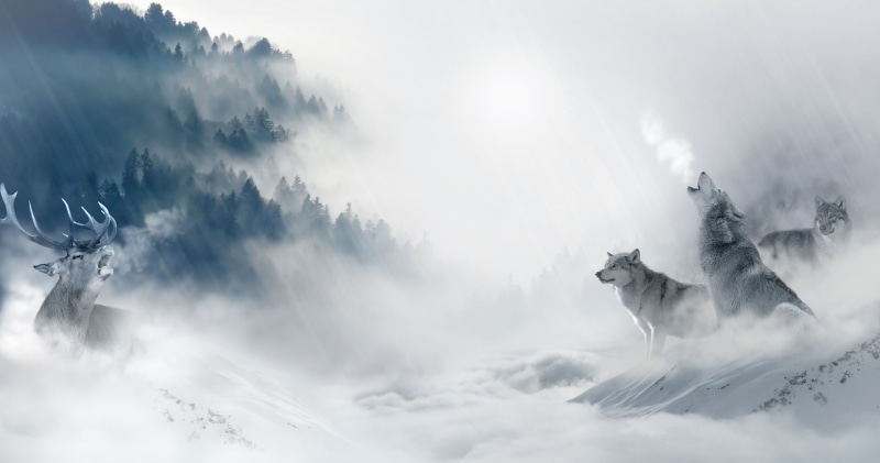 two, fantasy, scenics - nature, day, snow, cold, flying, outdoors, animal themes, angel, low angle view, wolves, wolf, artic, artwork, sky, mist, fog, cloud - sky