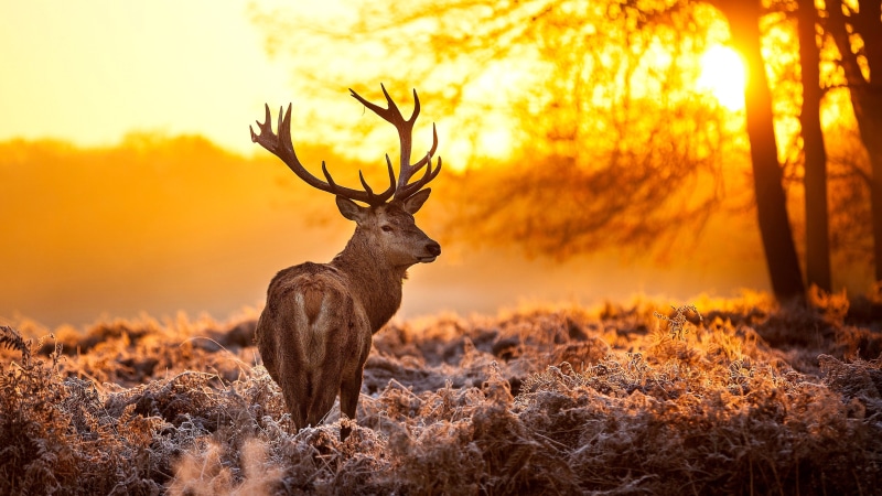 4K, stag, deer